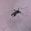 Asian tiger mosquito