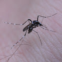 Asian tiger mosquito