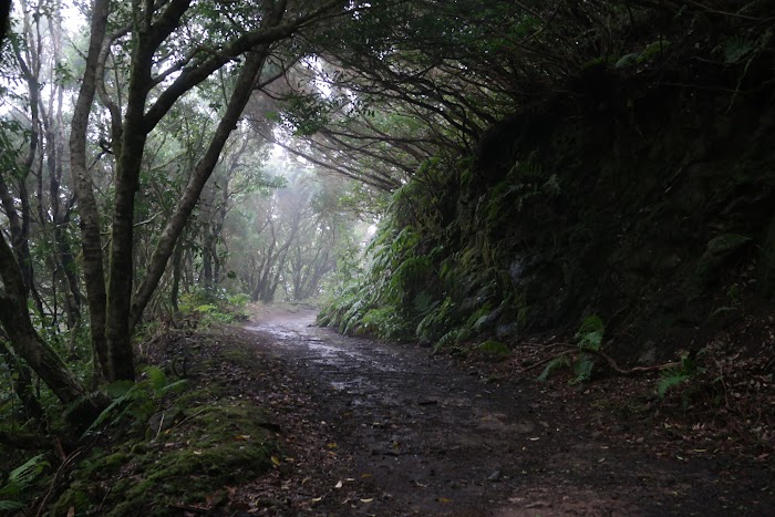 VOLVEMOS A TENERIFE: ESCAPADA DE 4 DÍAS 10 AÑOS DESPUÉS - Blogs of Spain - TEMPORAL EN ANAGA. EL BOSQUE ENCANTADO. (11)