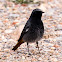 Black Redstart; Colirrojo Tizón