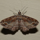 Filata Moth