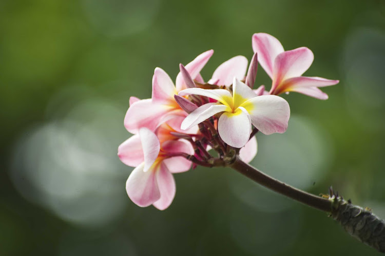 Take time to smell the plumeria in the South Seas on a Ponant cruise.