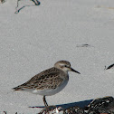 Sandpiper