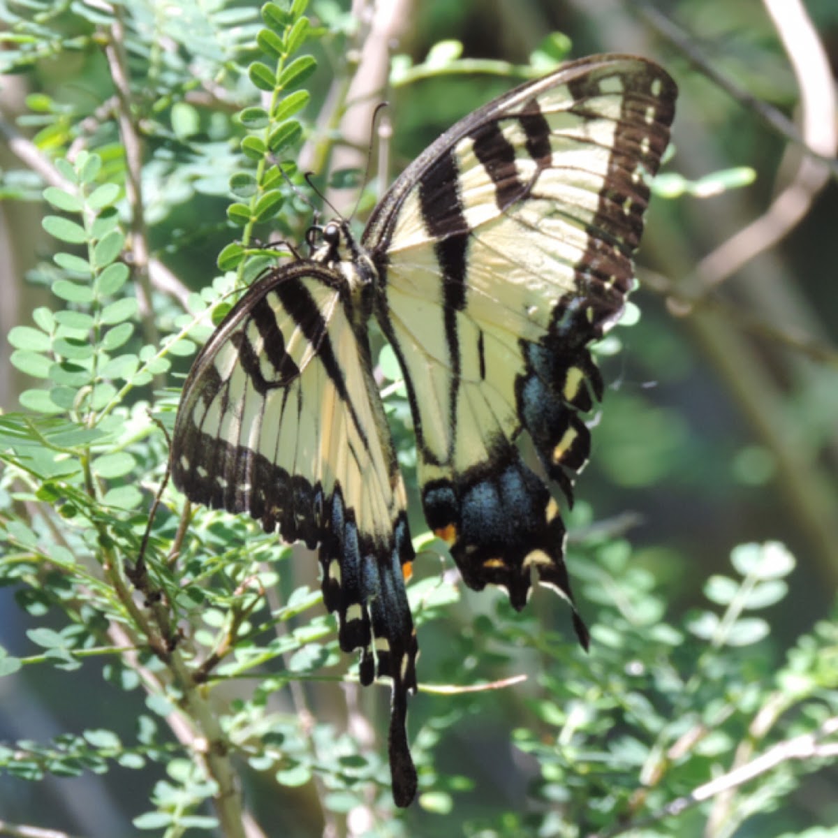 Eastern Tiger Swallowtail