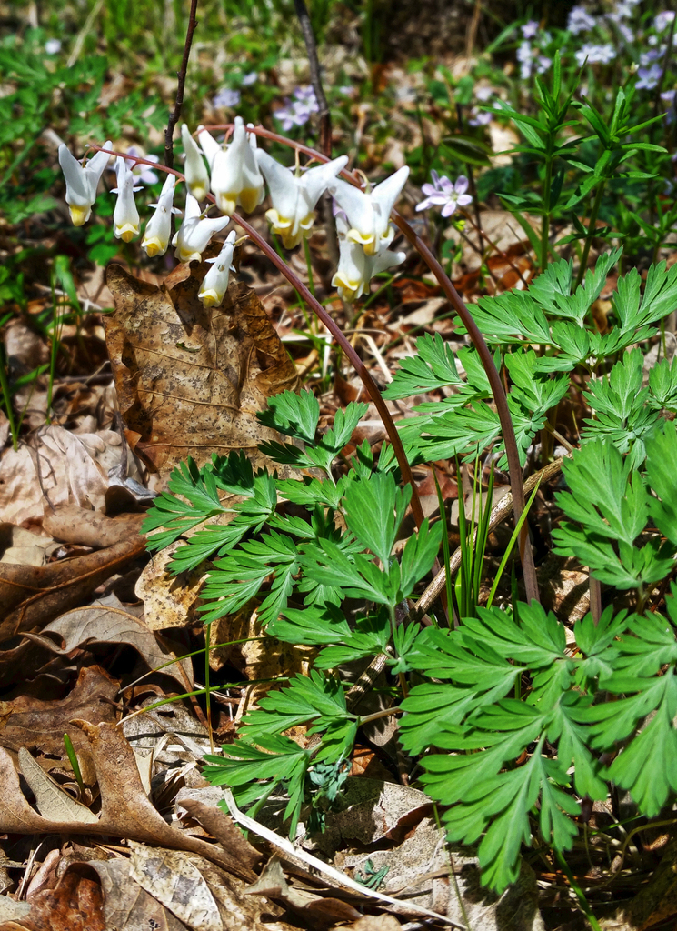 Dutchman's Breeches