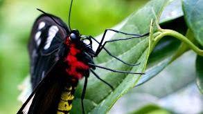 Insects thumbnail