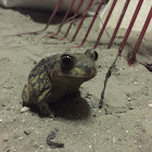 Eastern Spadefoot Toad