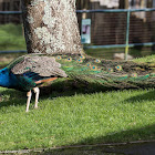 Indian Peafowl