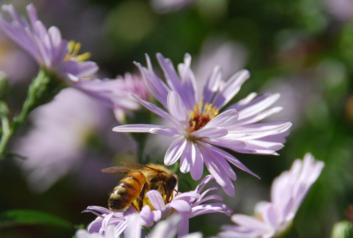 L'ape sui miei fiori settembrini di arch.bruzzone