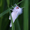 White Virginian Tiger Moth