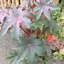 Castor bean