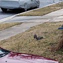 Eastern gray squirrel