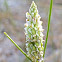 Coastalplain Milkwort