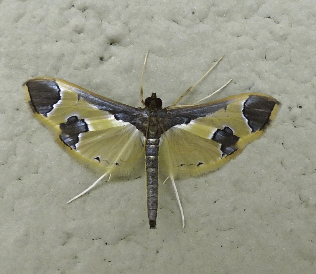 Syllepsis marialis