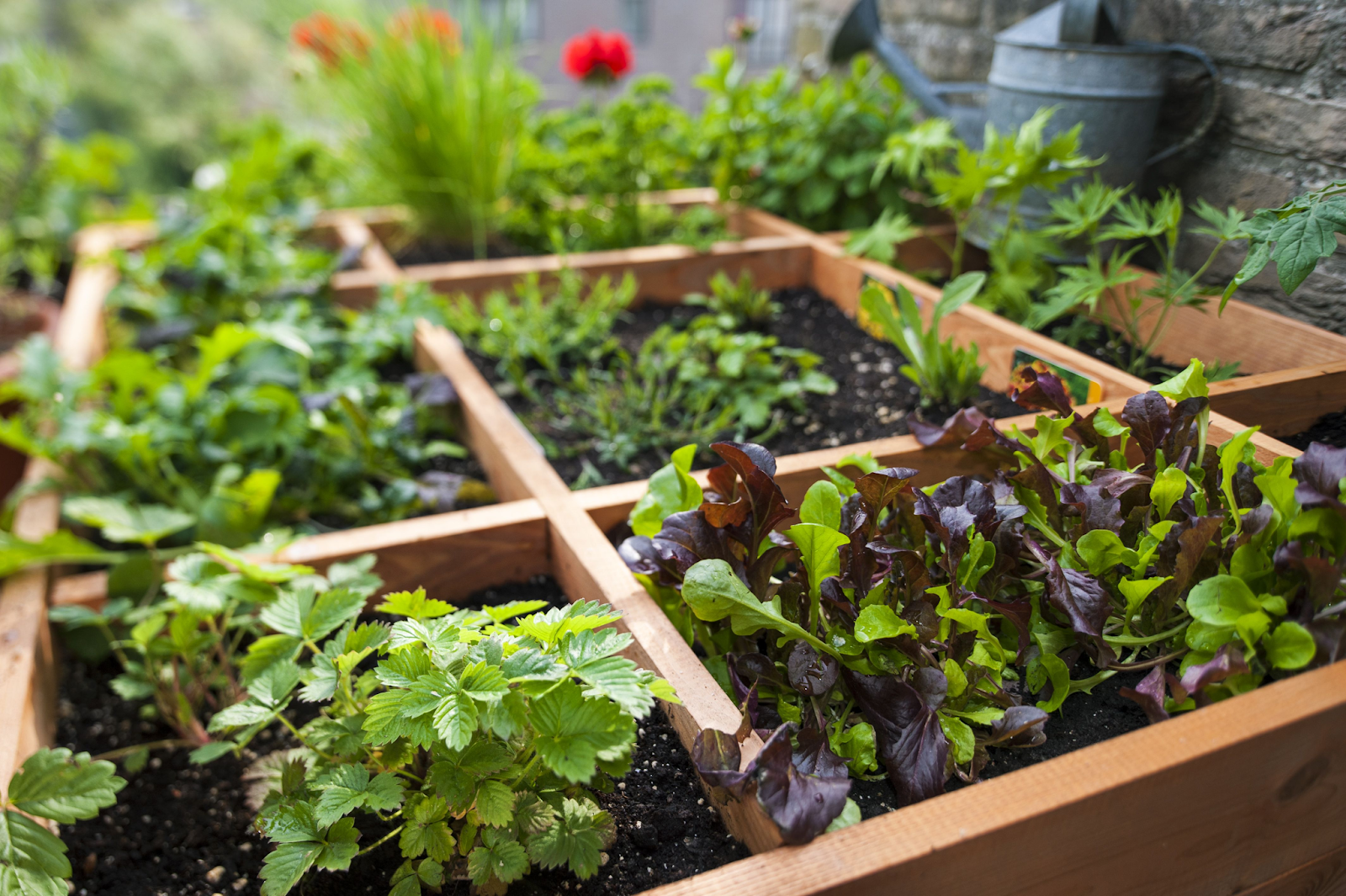 square-foot-gardening-tips-and-tricks-to-maximise-your-limited-space