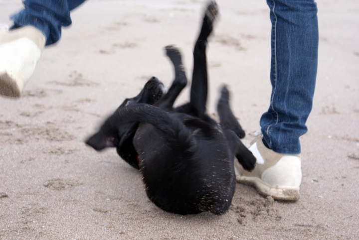 Giochi in spiaggia di zophe