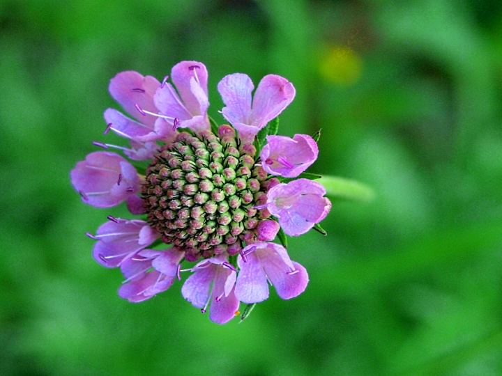 Il fiore 81 di filippoC.