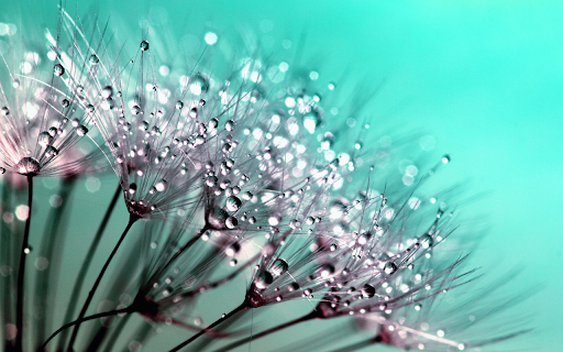 Drops of water on flowers