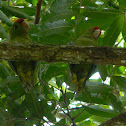 perico de frente escarlata  - Scarlet-fronted Parakeet