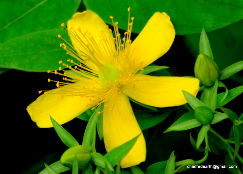 sweet-amber or tutsan