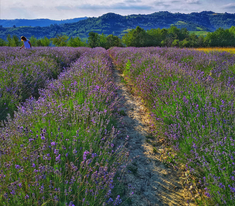 Colori puri di natura  di Sinapsi