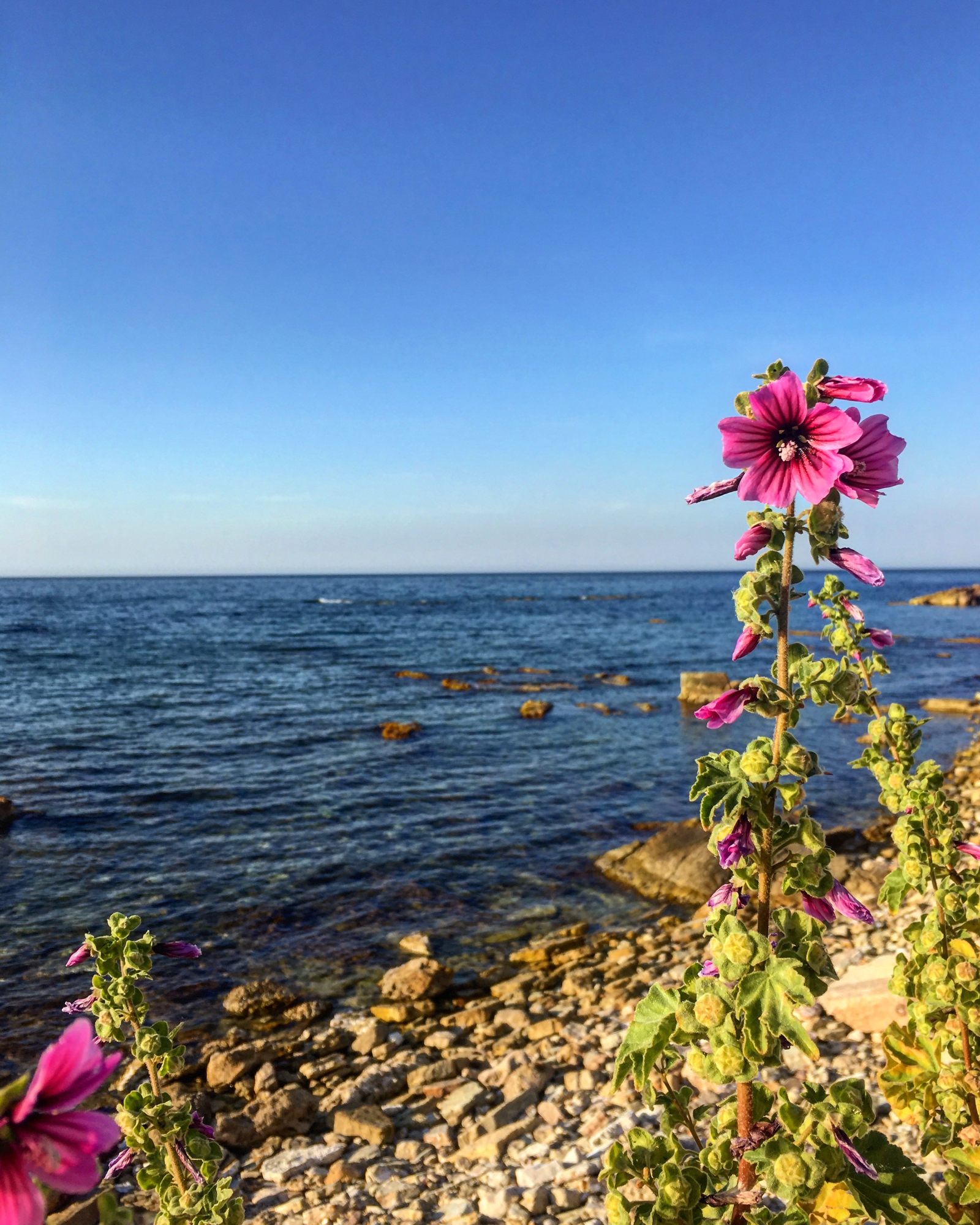 Delicato di monica.maltese