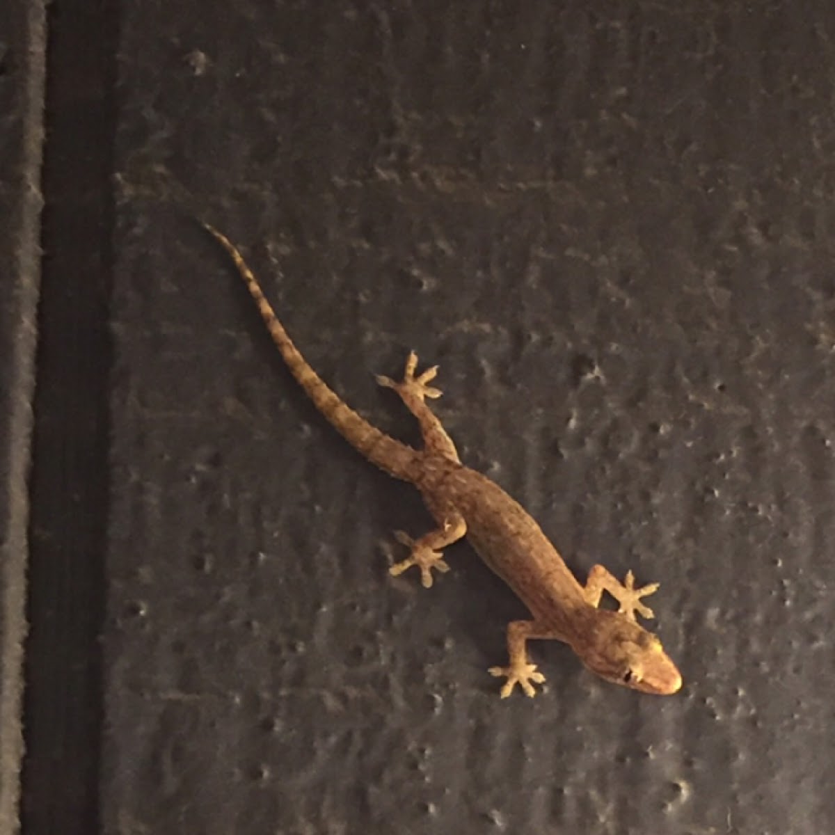 Common house gecko