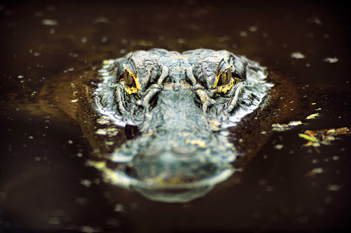 alligator-southeast.jpg - See alligators and other wildlife in their natural habitats in the Southeast U.S. during an American Cruise Lines river voyage.  