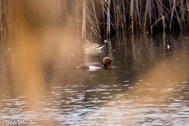 Red-crested Pochard; Pato Colorado