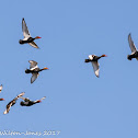 Red-crested Pochard; Pato Colorado