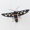 Handmaiden Moth