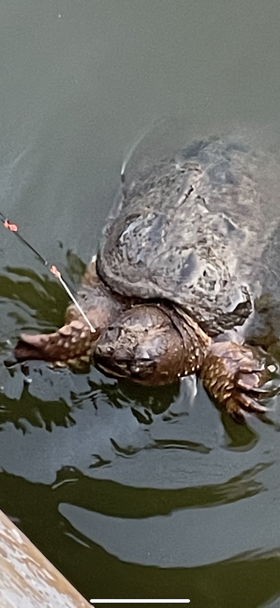 Common Snapping Turtle