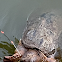 Common Snapping Turtle