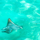 Spotted Eagle Ray