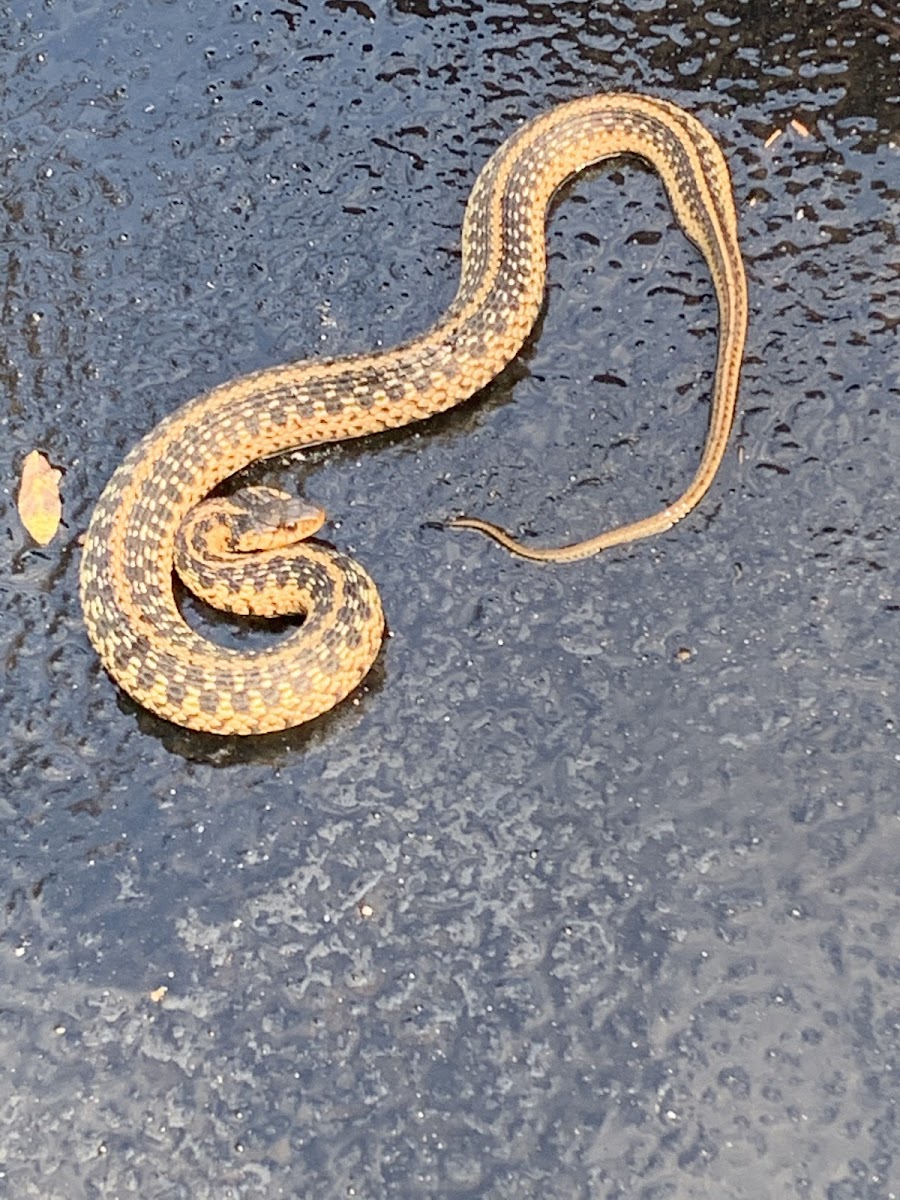 Garter Snake