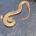 Garter Snake