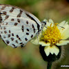 Common Pierrot