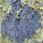 Black-bordered Shingle Lichen