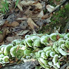 shelf fungus