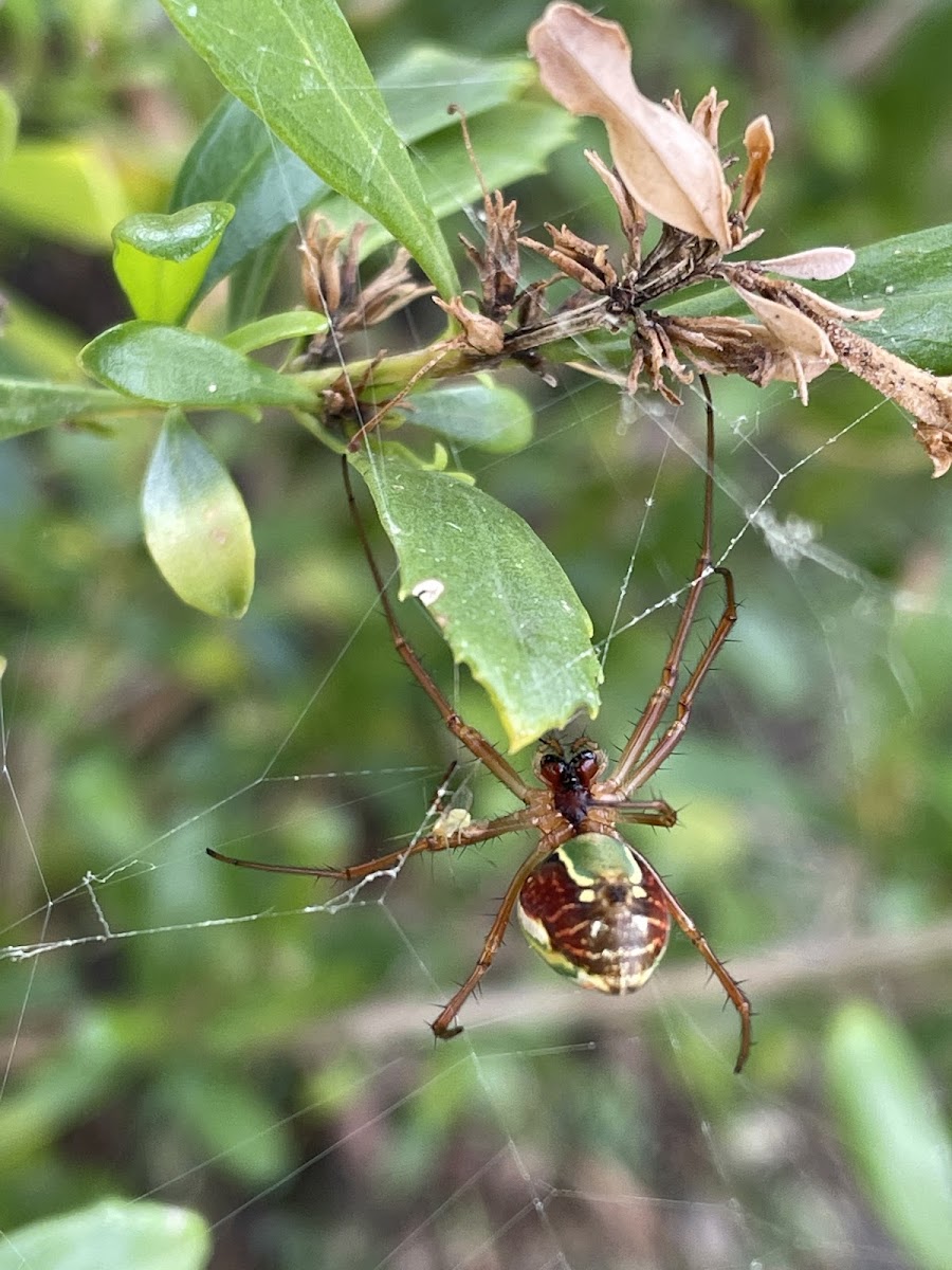 Festive Silver Marsh Spider