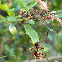 Festive Silver Marsh Spider