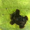 Clavate Tortoise Beetle