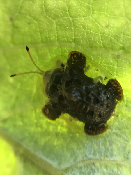 Clavate Tortoise Beetle