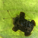 Clavate Tortoise Beetle