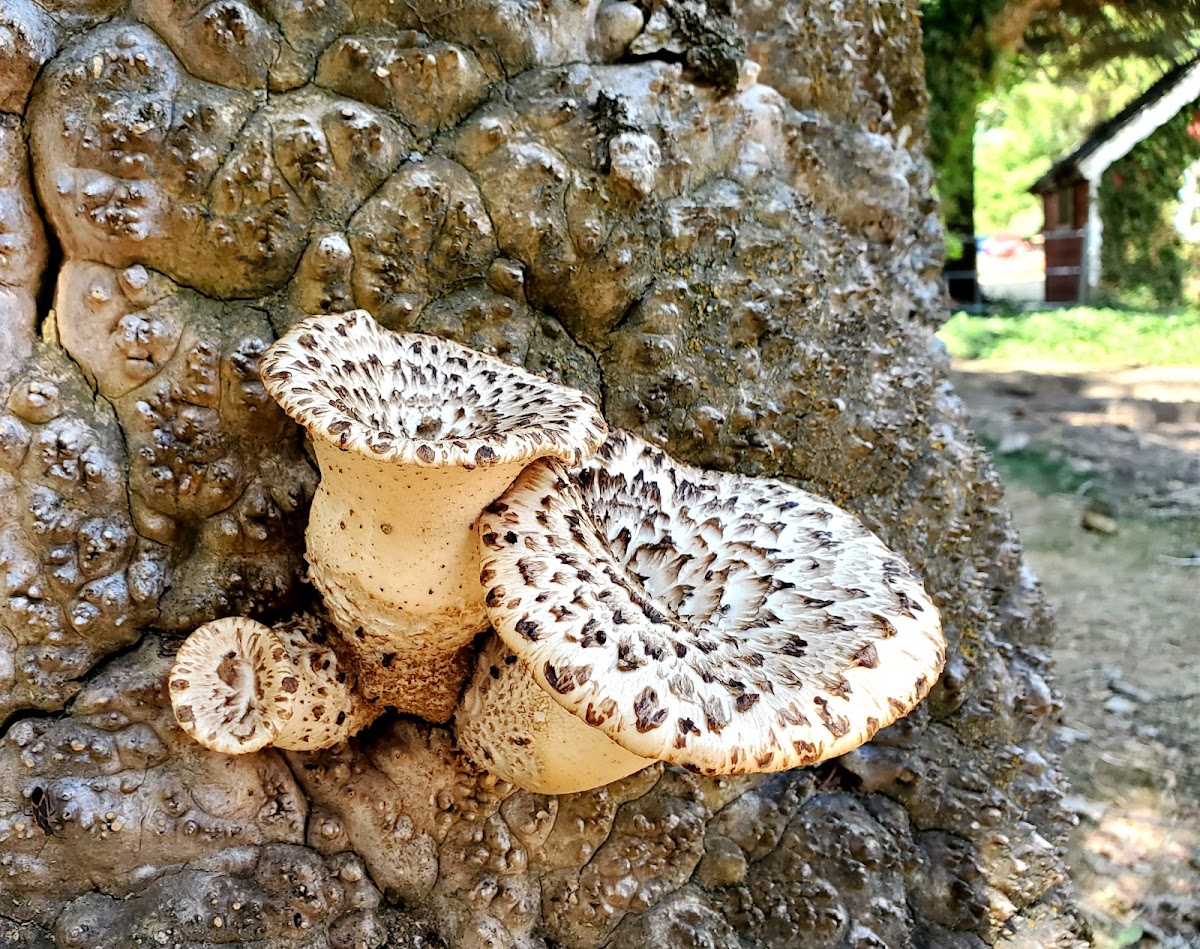 Dryad's Saddle