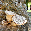 Dryad's Saddle