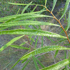 Slimleaf Pawpaw