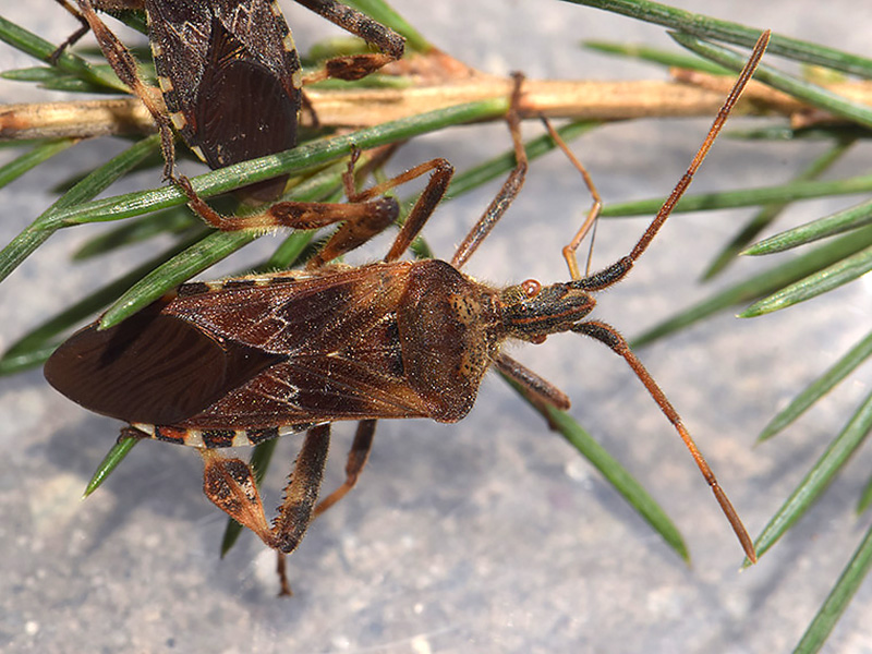 Western Conifer seed Bug