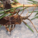 Western Conifer seed Bug