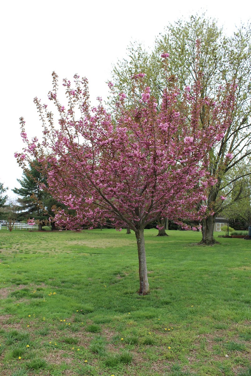 Kwazan Cherry Tree